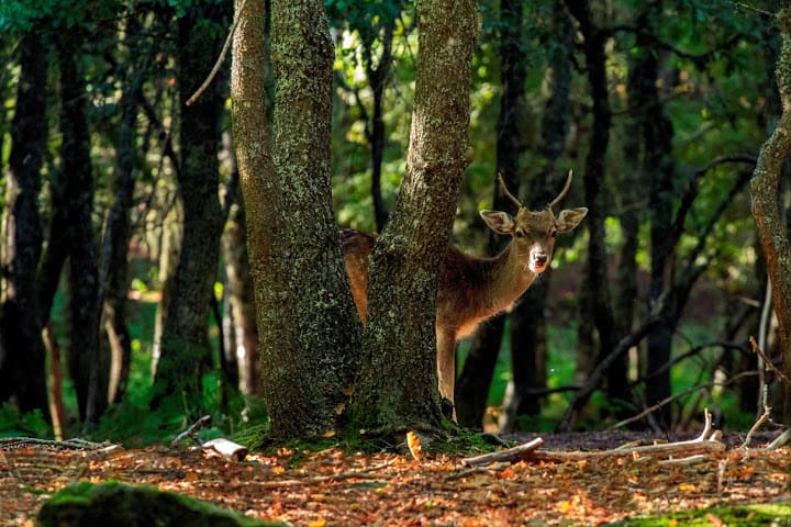 Parque Biológico Da Serra Da Meada