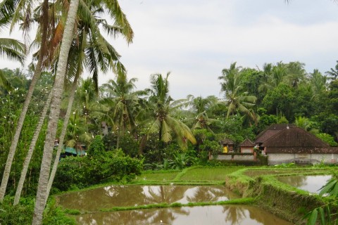 Petulu Heron Colony
