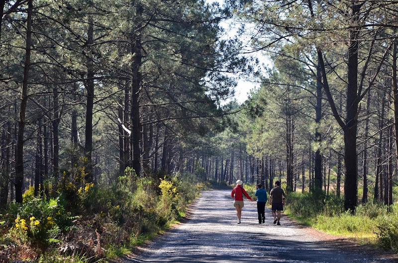 Pinhal De Leiria
