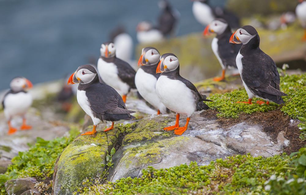 Puffin Island