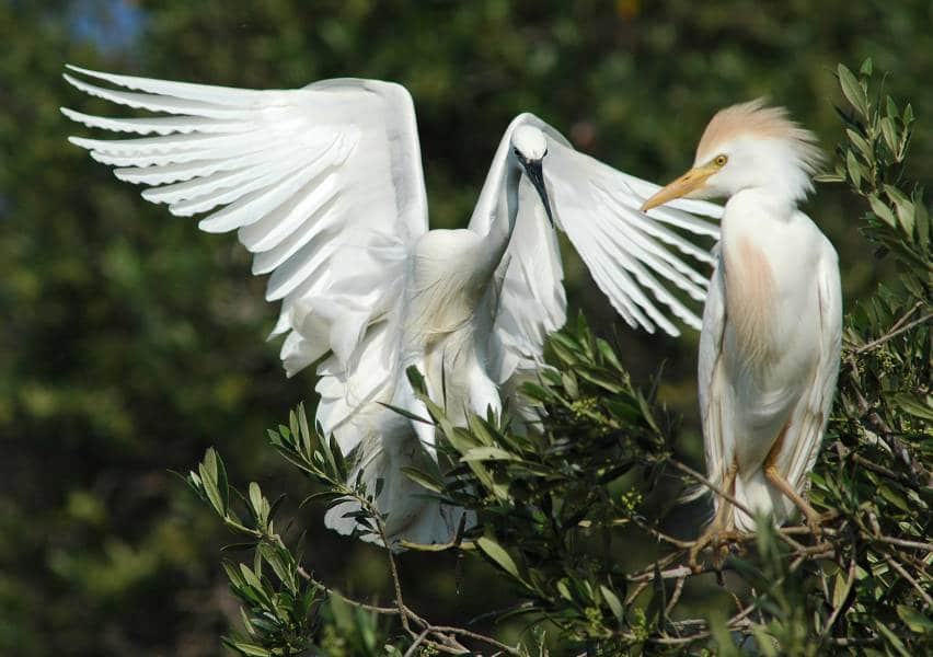 Reserva Natural do Sapal de Castro Marim e Vila Real de Santo António