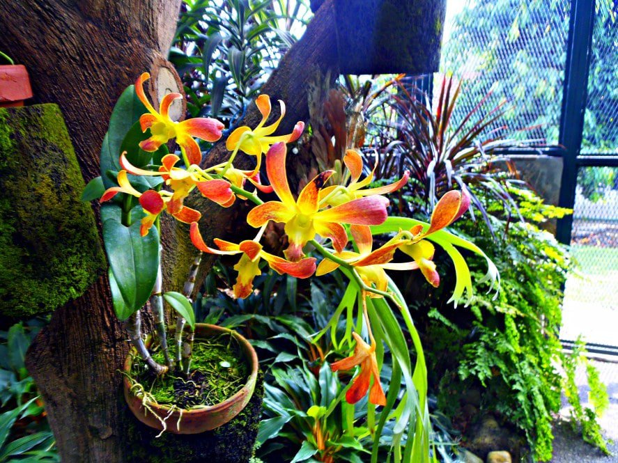 Rumah Anggrek