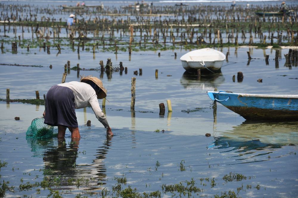 Seaweed Farm, Nusa Lembongan