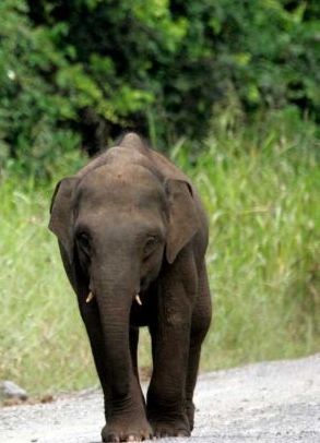 Sembuku Sembakung National Park