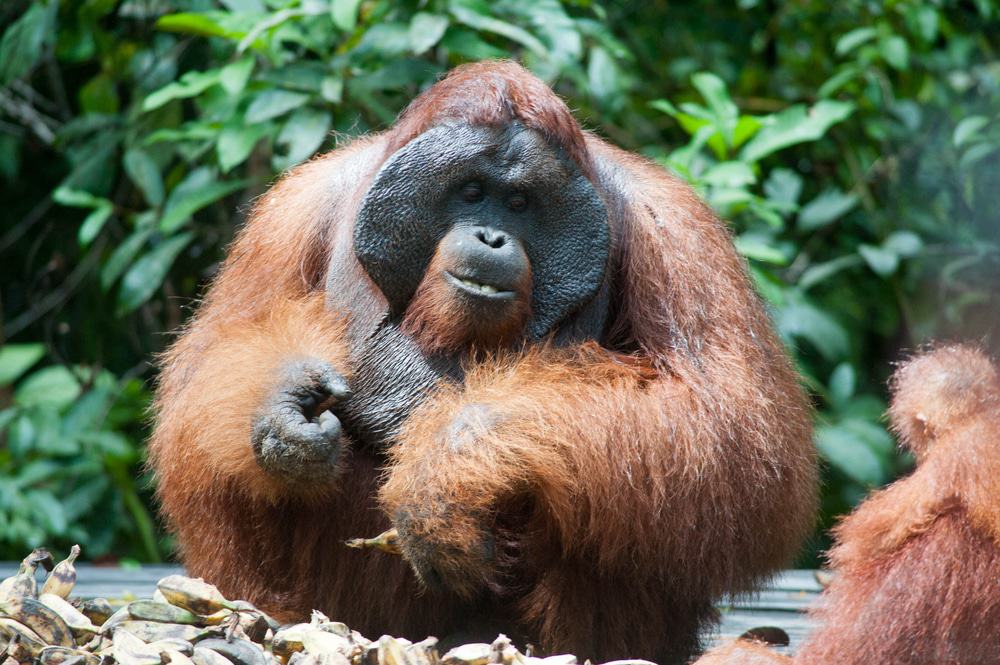 Tanjung Puting National Park
