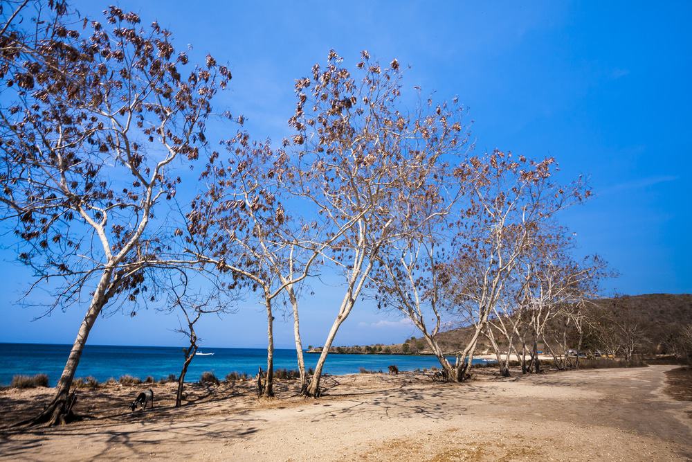Tanjung Ringgit