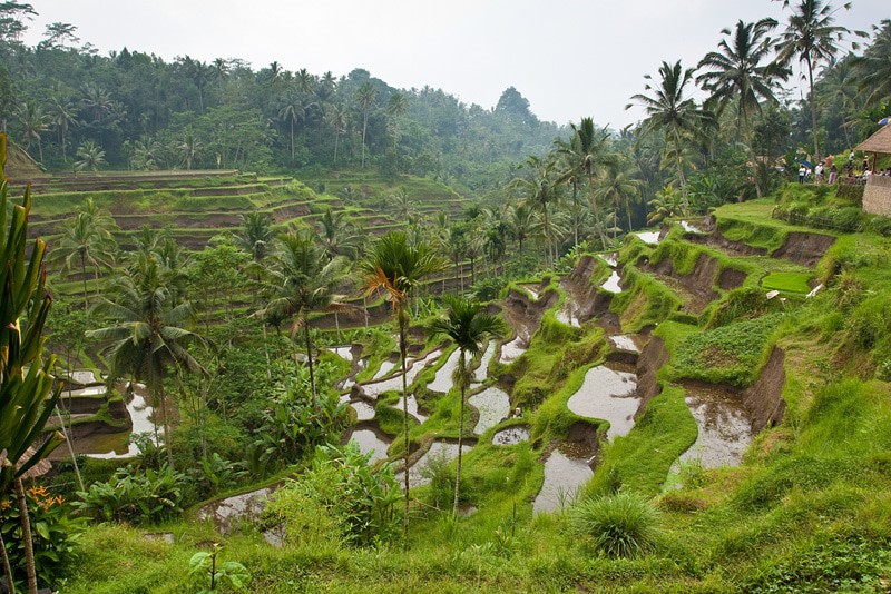 Tegallalang Rice Terraces