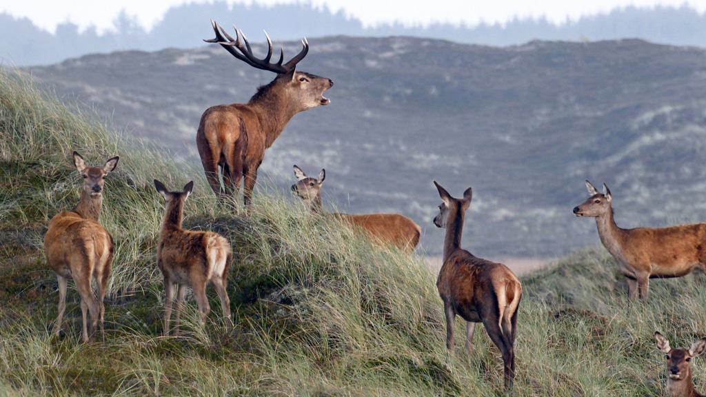 Thy National Park