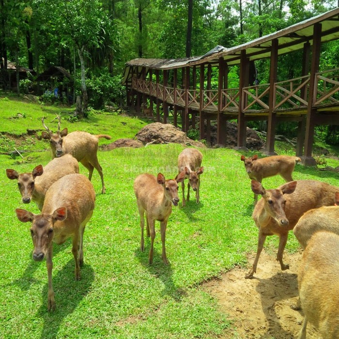 Wana Wisata Giri Jaya Penangkaran Rusa Cariu
