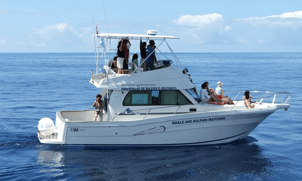 Whale Watching