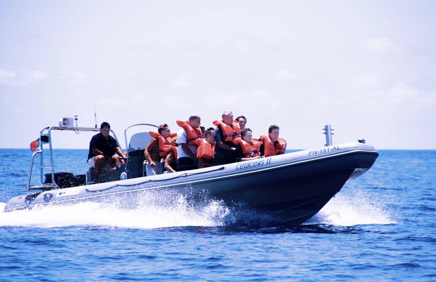 Whale Watching