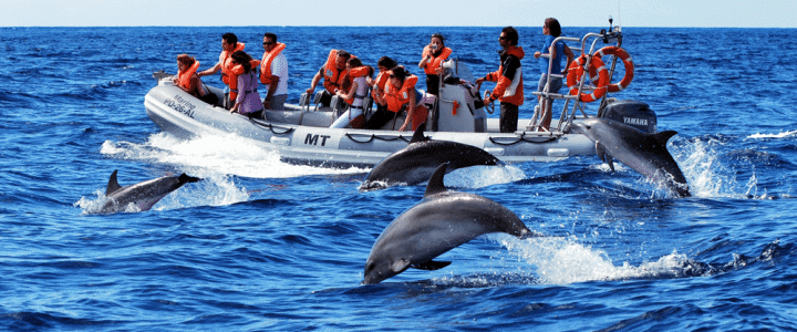 Whale Watching