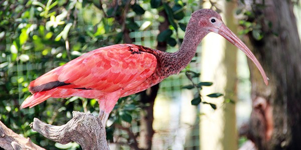 Zoo De Lourosa