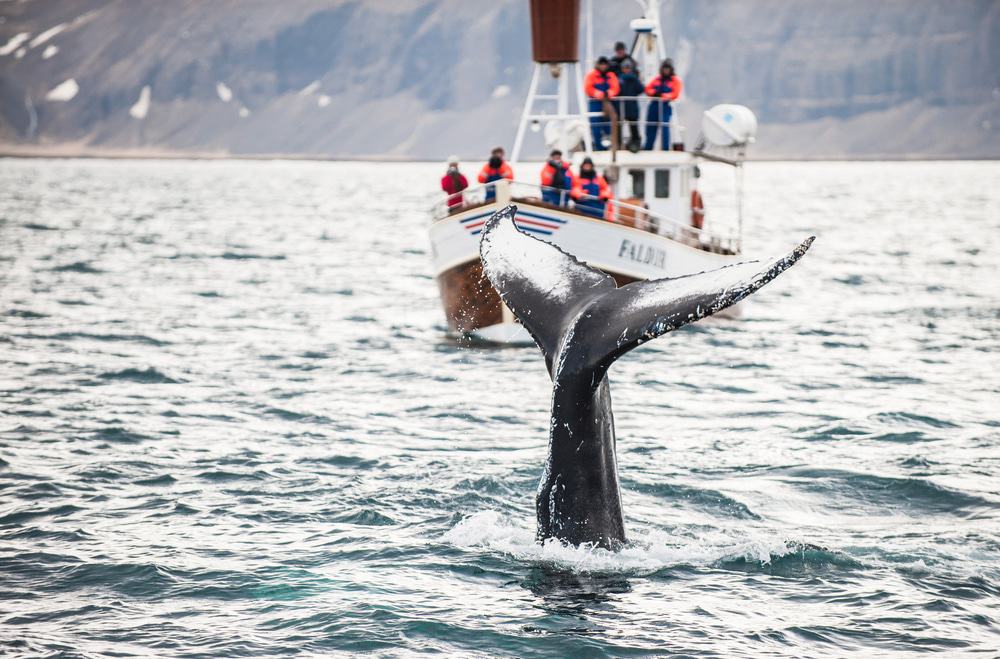 Whale Watching