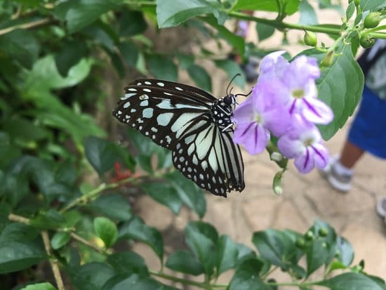 Bohol Habitat Conservation Conservatory