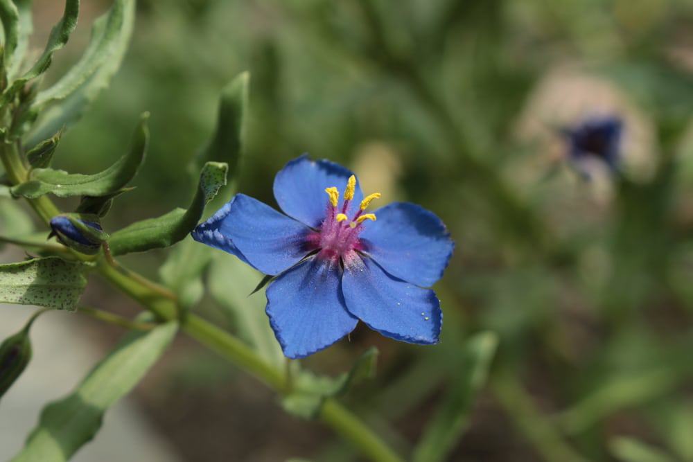 Botanical Garden