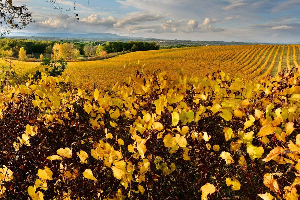 Chianti Wine Route