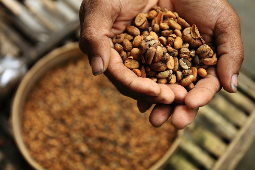 Civet Coffee