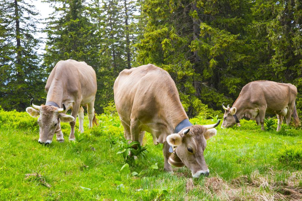 Justistal Alpine Dairy
