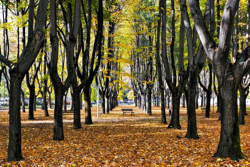 Parco Di Monza