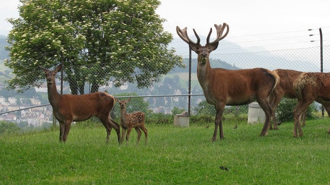 Peter And Paul Wildlife Park
