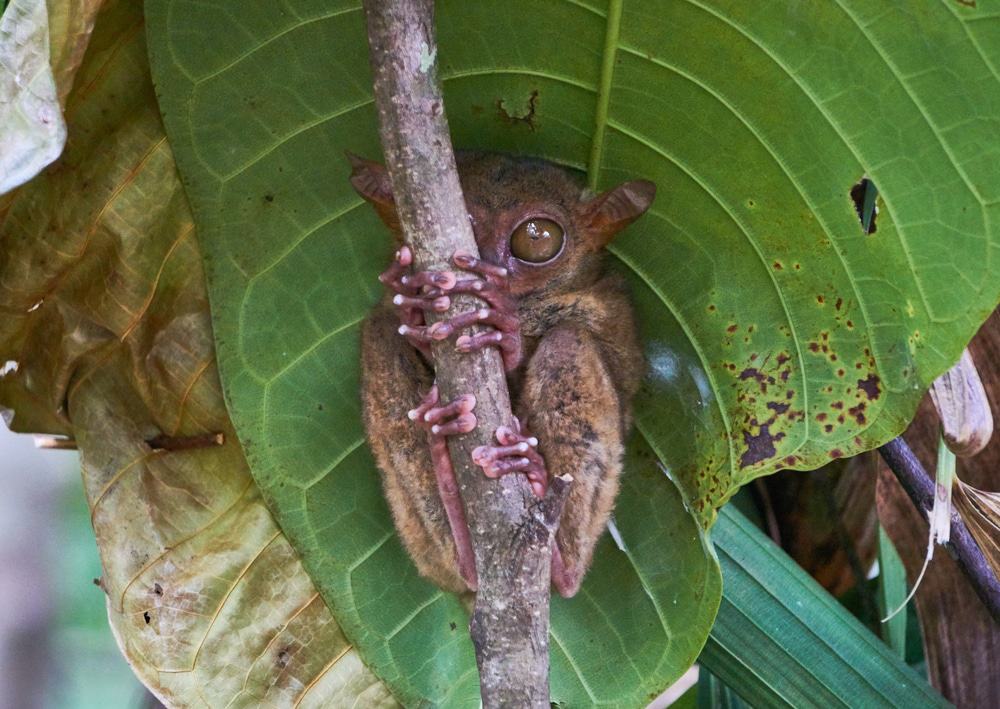 Tarsier Conservatory