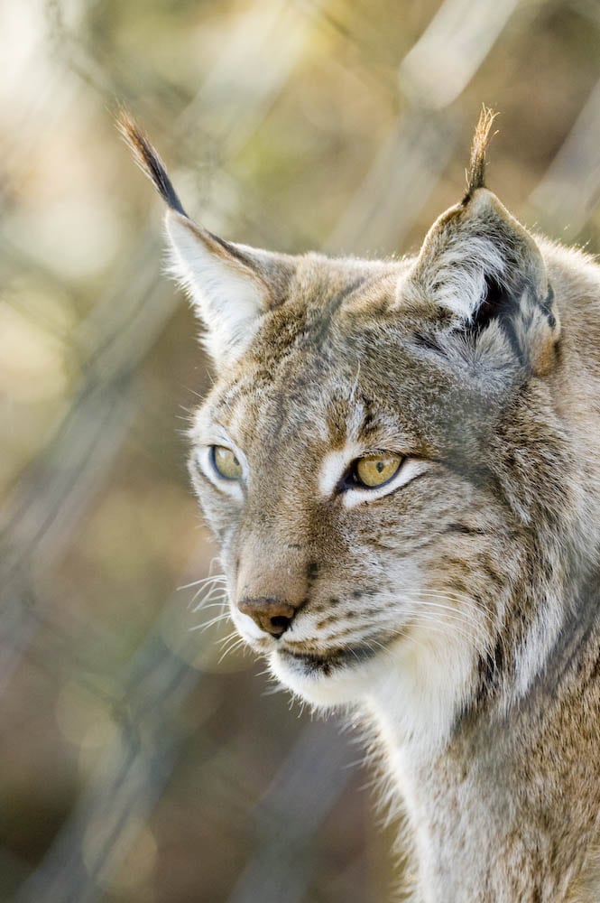 Luchs-Portrait