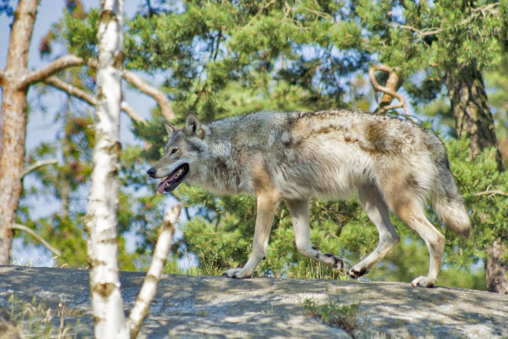 Kolmården Wildlife Park