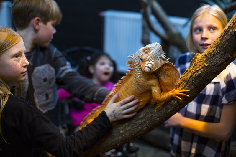 Kungsbyn Animal Park