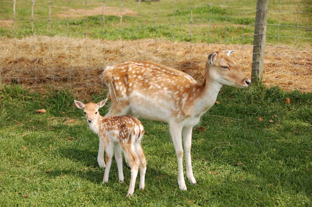 Oshawa Zoo And Fun Farm
