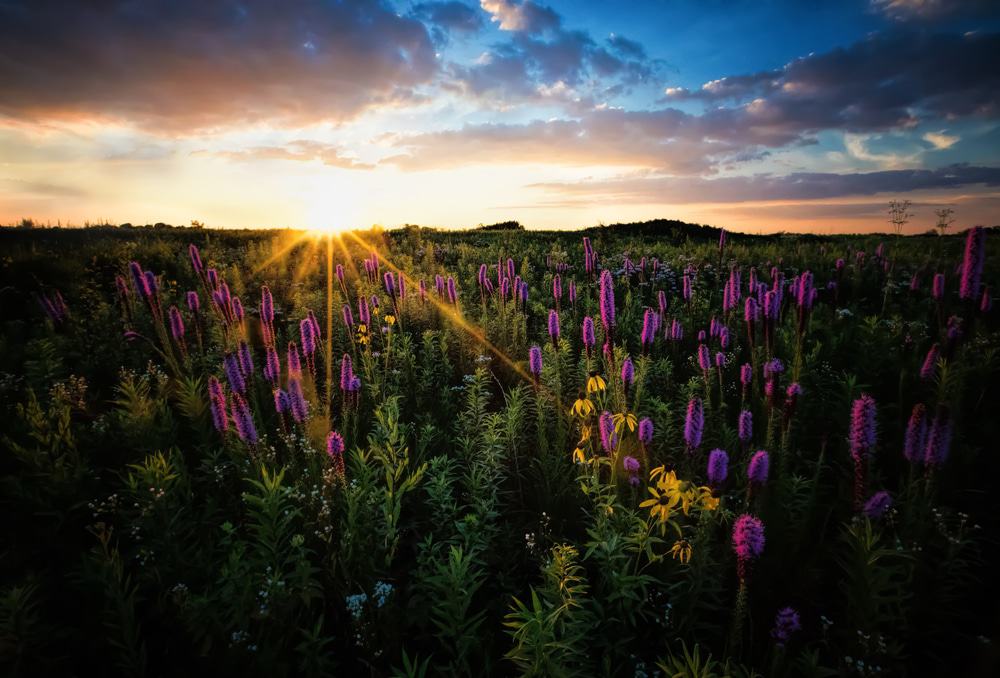 Springbrook Prairie Forest Preserve