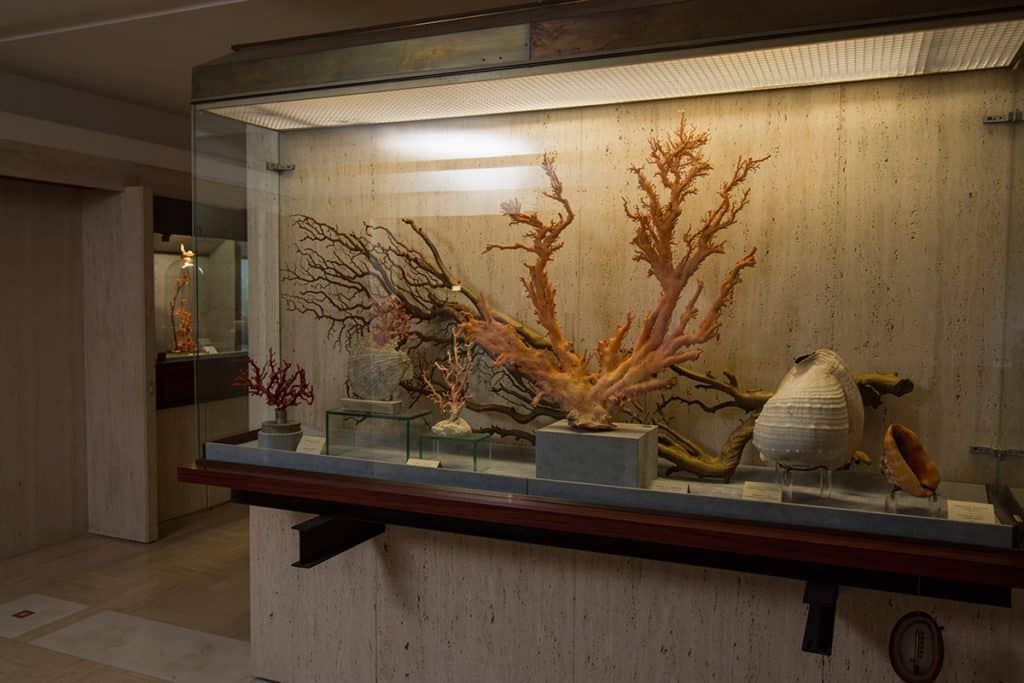 Museum Of Coral