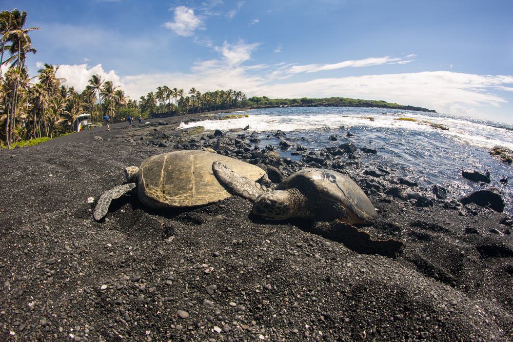 Punaluu Black Sand Beach, Hawaii Island