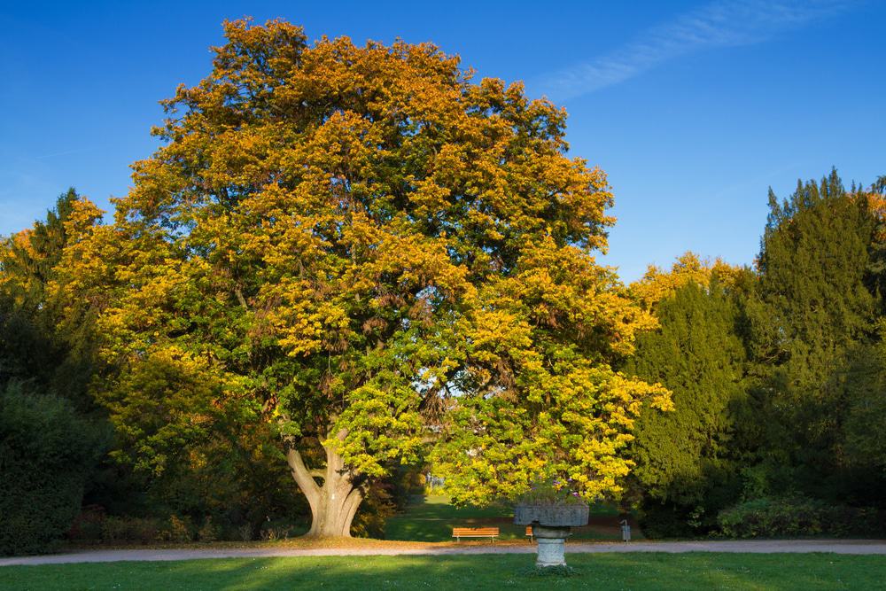 Grüneburgpark, Frankfurt