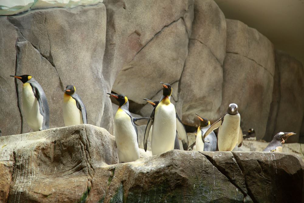 Tierpark Hagenbeck