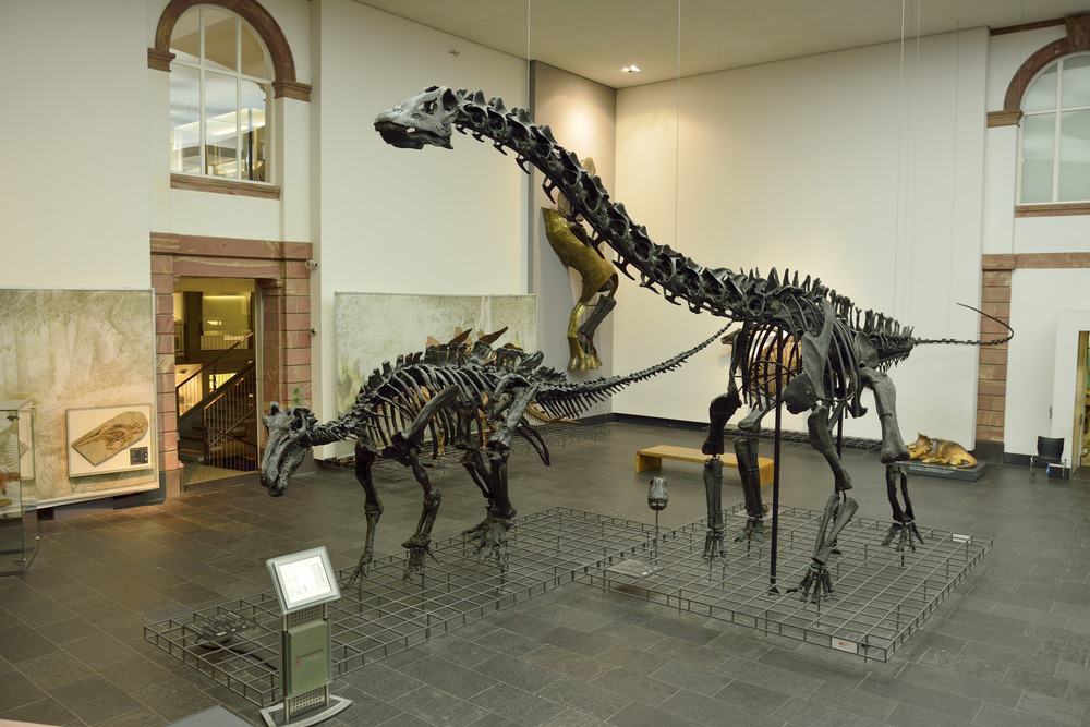 Senckenberg Natural History Museum
