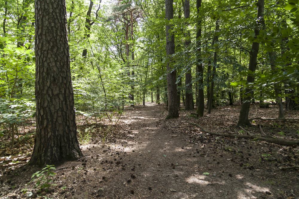 Grunewald