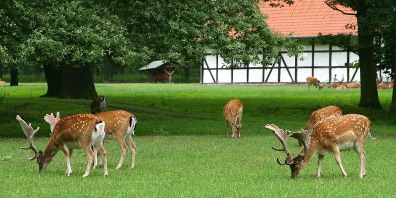 Hanover Tiergarten
