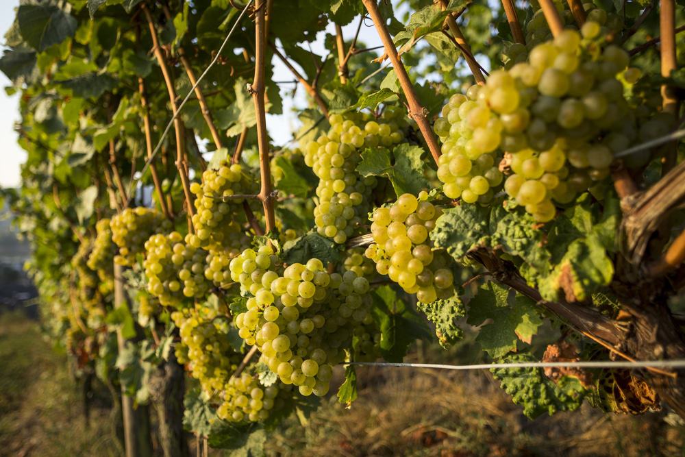 Rheingau Royal Riesling