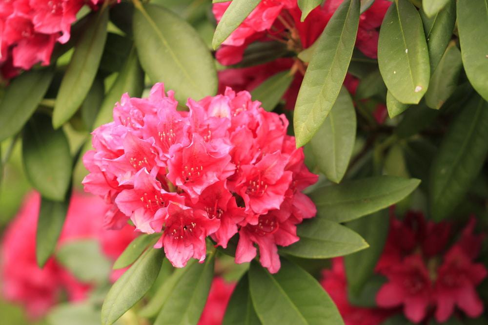 Rhododendron Park