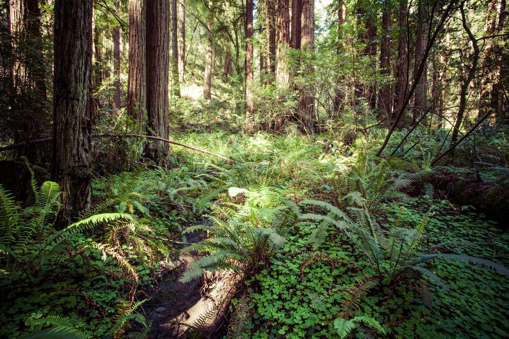 Redwood National Park