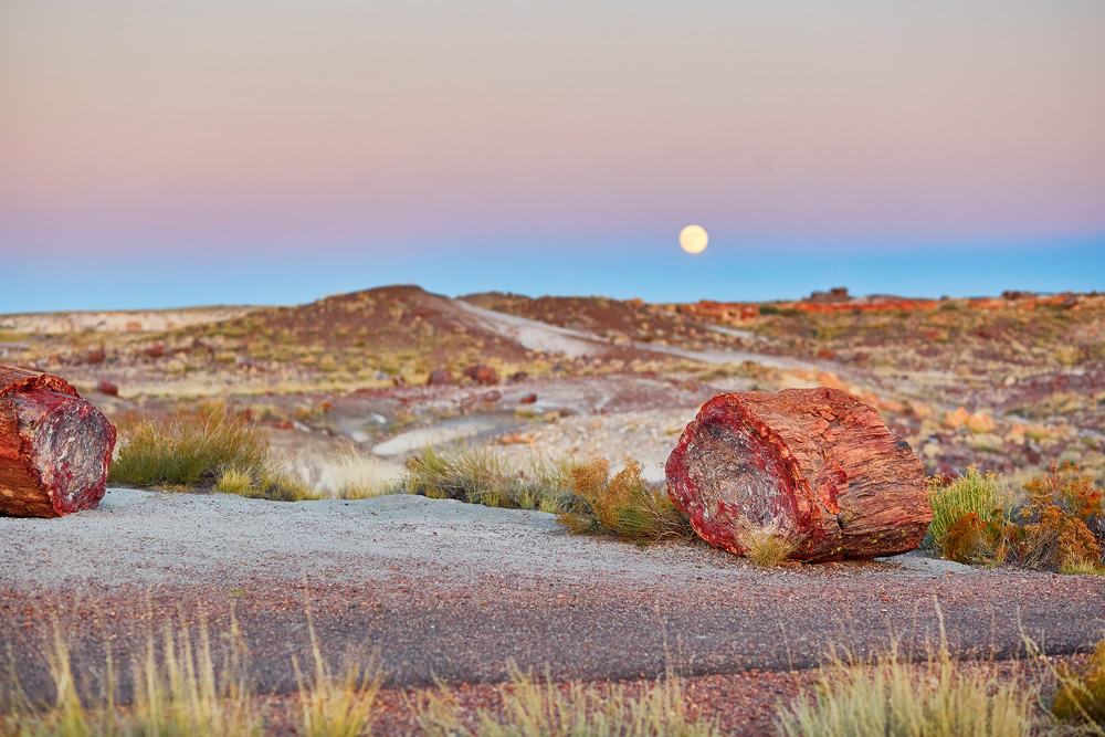 Petrified Forest National Park