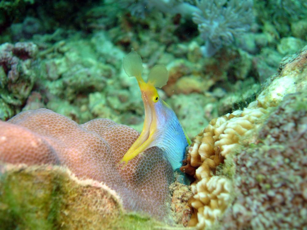 Scuba Diving In Sabang