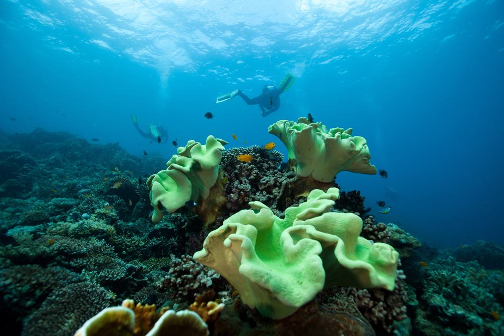 Apo Reef Natural Park