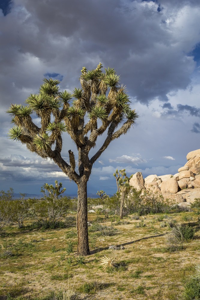 Joshua Tree National Park