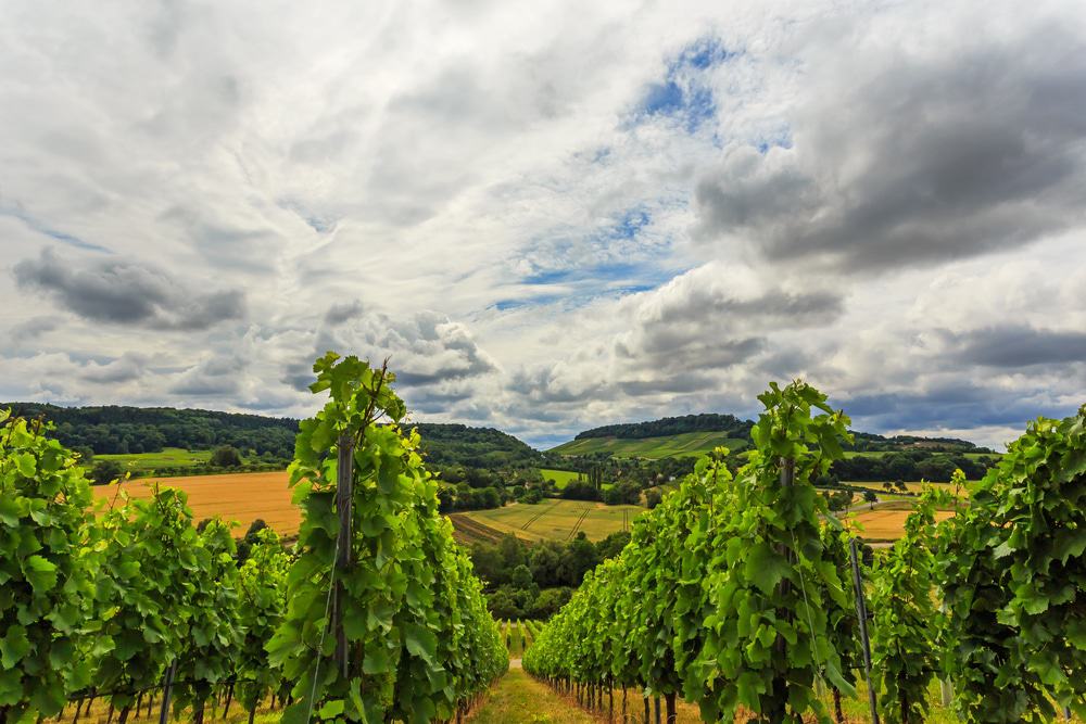 Schemelsberg Weinsberg vineyard and Heilbronn, Baden Wuerttemberg, Germany