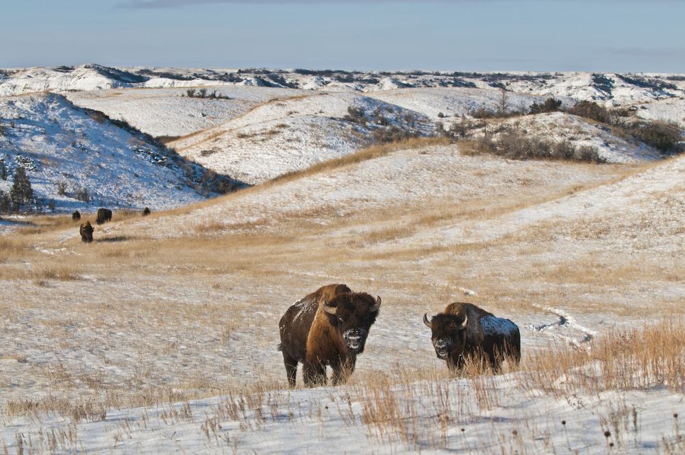 Theodore Roosevelt National Park
