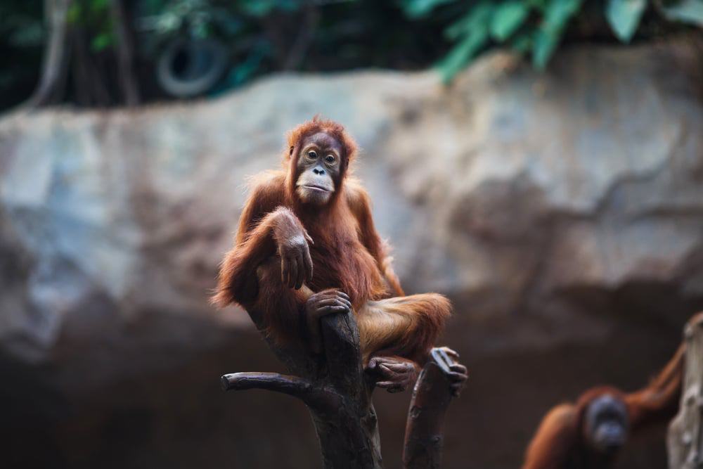Leipzig Zoo