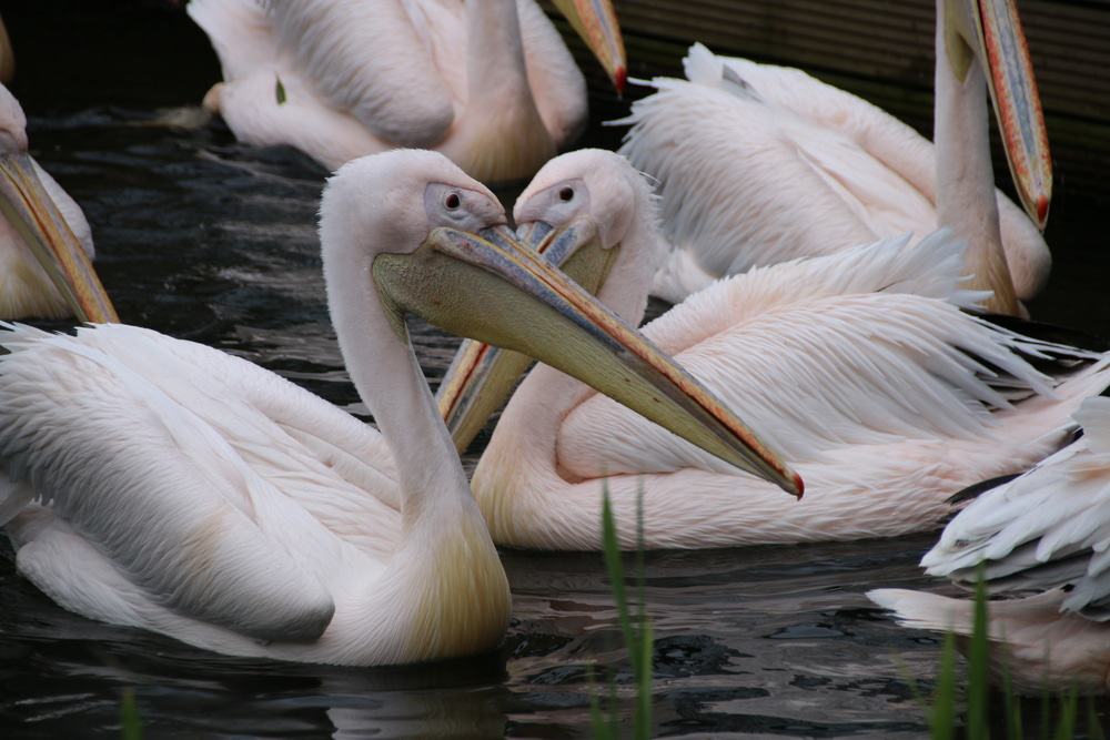 Magdeburg Zoo