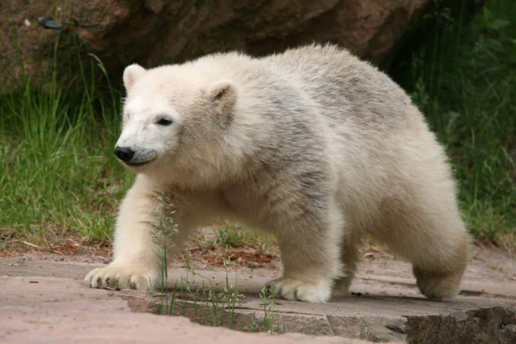 Nuremberg Zoo
